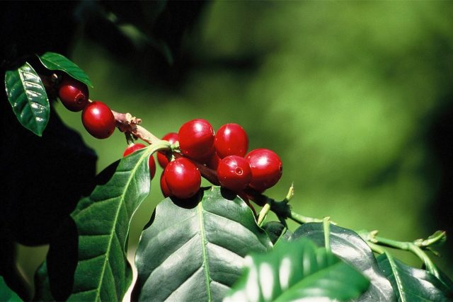 Ethiopia Hangadhi coffee