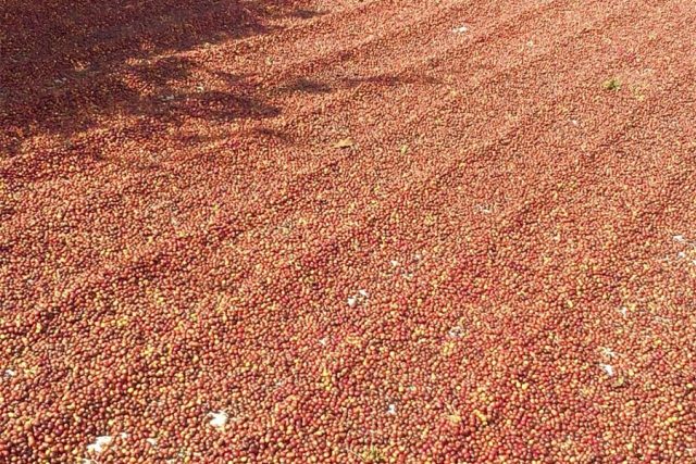 Coffee cherries drying in the sun in Honduras