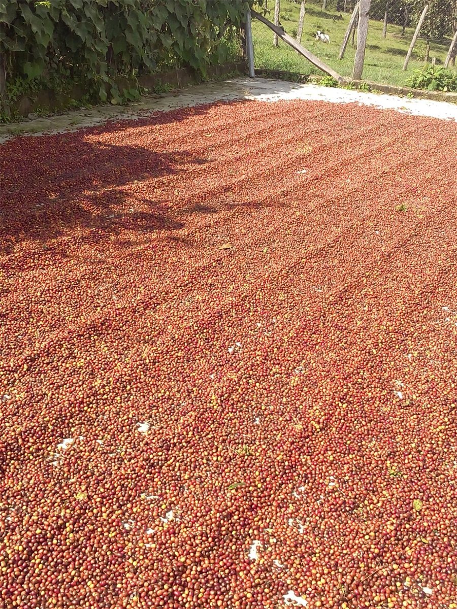 Cireșe de cafea la uscat, în Honduras