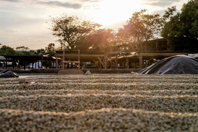 Nicaragua El Suyatal coffee