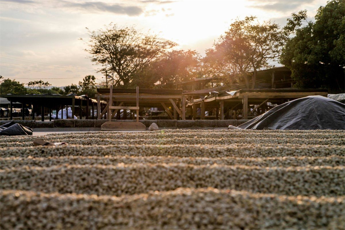 Cafea Nicaragua El Suyatal