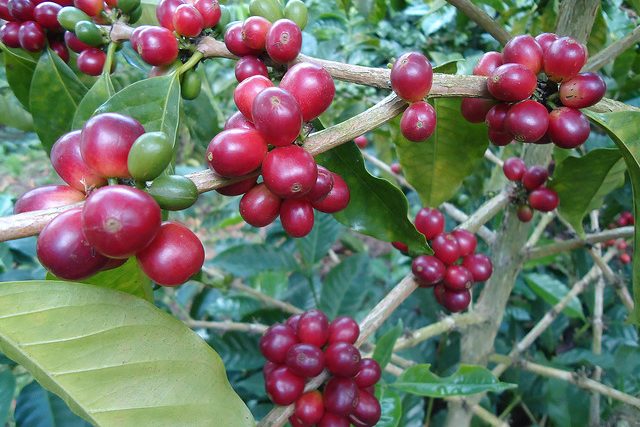 Pitalito Supremo coffee