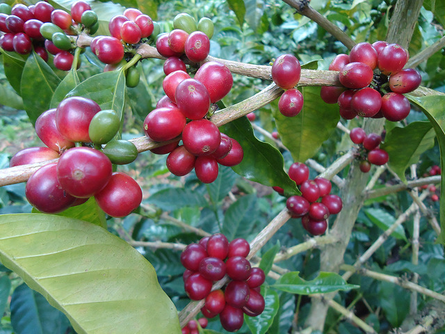 Cafea Pitalito Supremo
